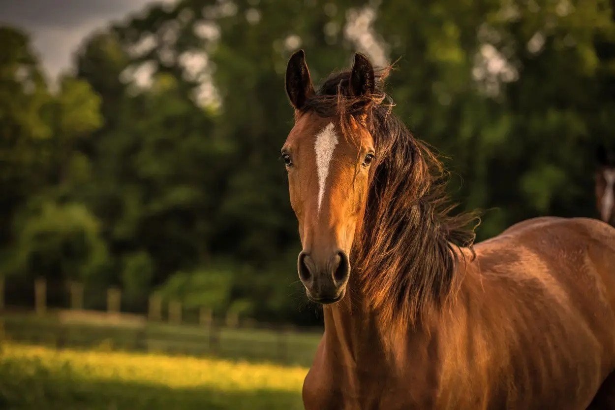 Cavalor - Juniorix - L-HC005 - Cavalor - Horses