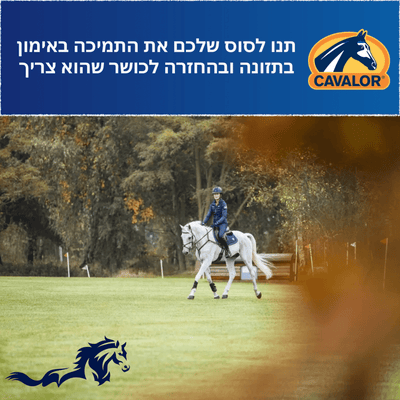 Preparing Your Sport Horse for the Competition Season: Training, Nutrition and Recovery - Loolizoo - חנות חיות מחמד