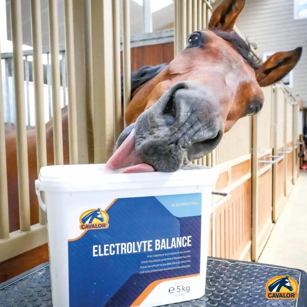 Cavalor - Electrolyte Balance - L-HC016 - Cavalor - Horses