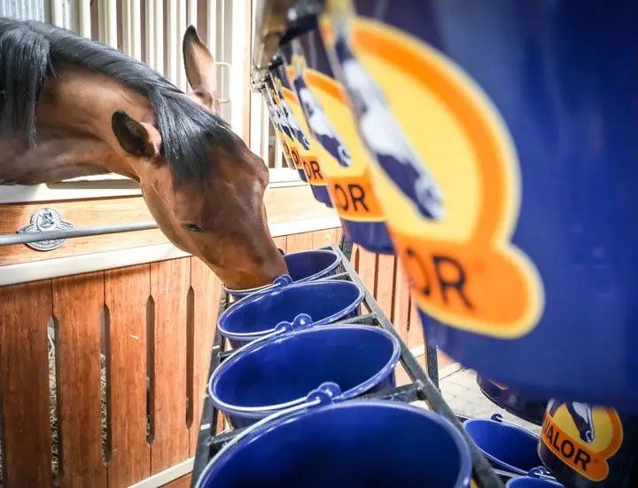 Cavalor - FiberForce Gastro - L-HC007 - Cavalor - Horses