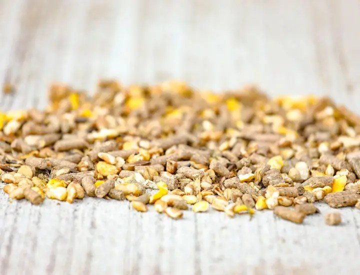 Cavalor - Juniorix - L-HC005 - Cavalor - Horses