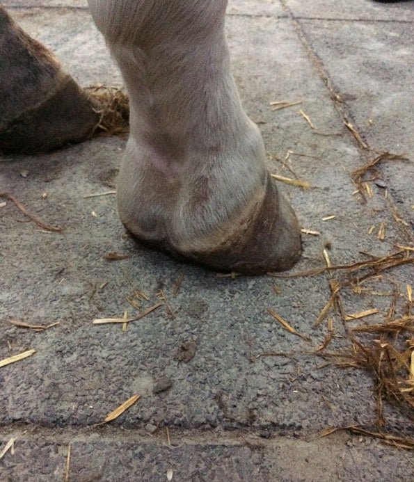 Cavalor - MUD DOC -  - Loolizoo - חנות חיות מחמד - Horses