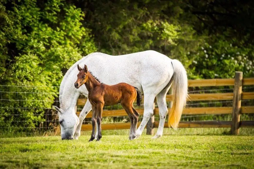 Cavalor - Probreed Mix - L-HC001 - Cavalor - Horse Feed