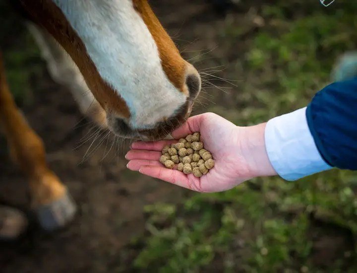 Cavalor - Start & Go Soft - L-HC010 - Cavalor - Horses