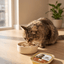 eco DIANA Paté with Beef - Complete Wet Cat Food 100g Tray - DIA-CAT-BEF-100 - eco DIANA - Cat Wet Food