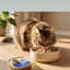 eco DIANA Paté with Fish - Complete Wet Cat Food 100g Tray - DIA-CAT-FSH-100 - eco DIANA - Cat Wet Food